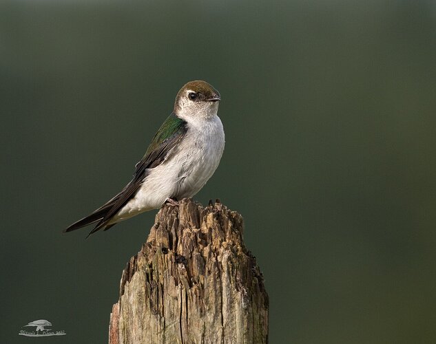 Female Violet-Green Swallow