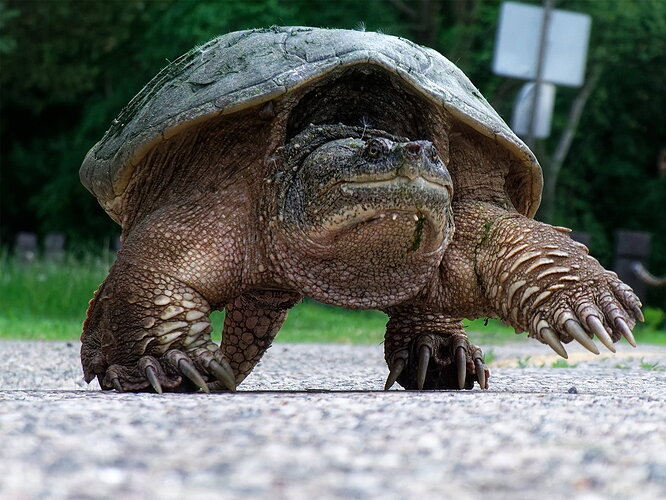 Snapping turtle by Cedar Lake-3 after Photolab and Photoshop2 camera club.jpg