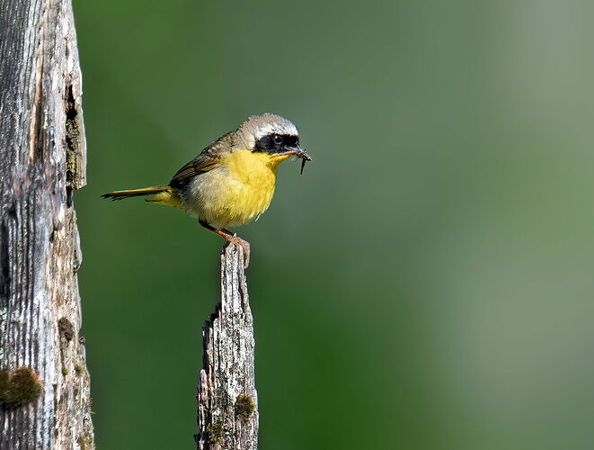 yellowthroat-and-bug-copy copy - Copy.jpg