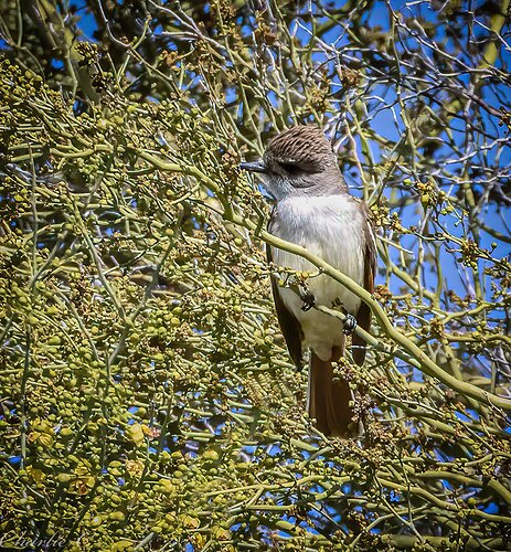 Ash-throated Flycatcher