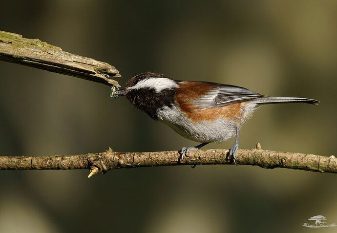 Chestnut-backed Chickadee