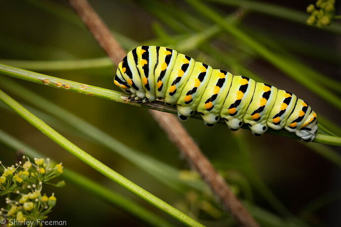 SwallowtailCaterpillarOnLimb