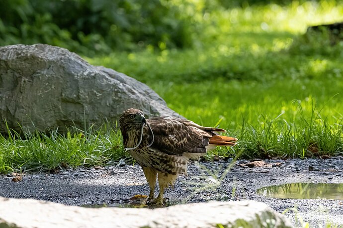Hawk with snake