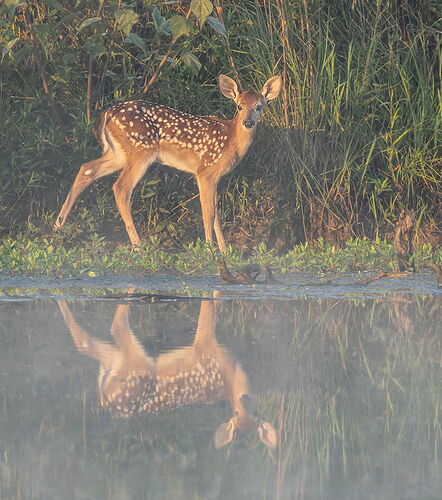 White-tailed deer 27.jpg