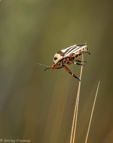 Stink Bug?