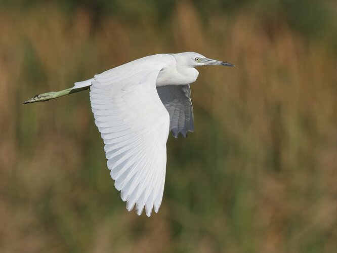 Little Blue Heron juvenile