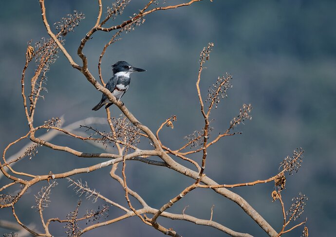 Leafless tree with Belted Kingfisher