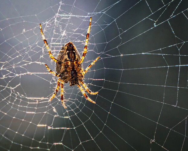 Spider