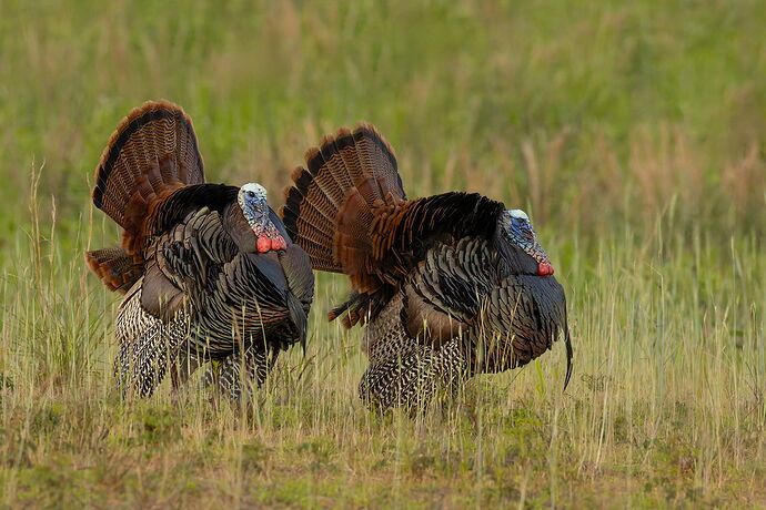 Wild Turkey 5.jpg