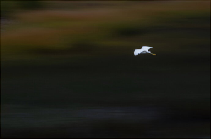 Revision 1 - dcampbell-egret-motion-maine-2025-social-master-rev.jpg