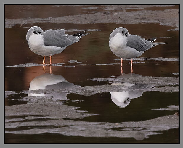 Bonaparte's Gull2-NPN.jpg