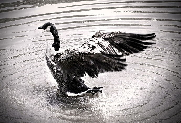 Taking a Bath 2025.jpg