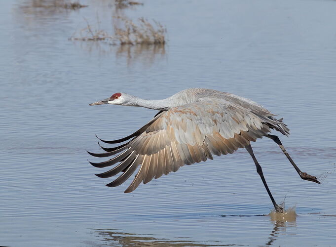 birds-whiterwater-1255-Edit-Edit.jpg