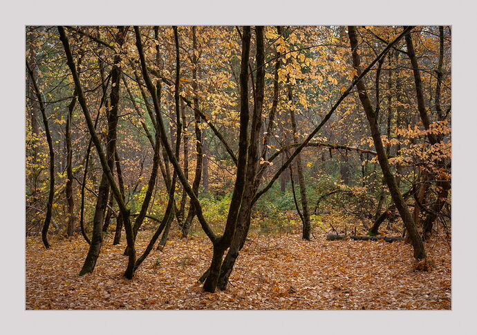 DSC_6120-Edit.jpg
