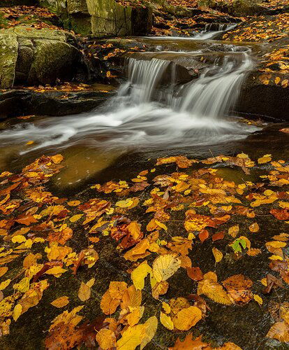 Herring Run #2