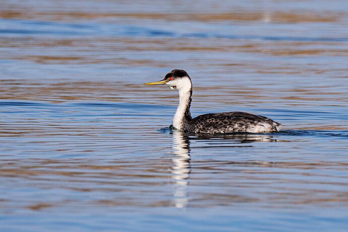 Western Grebes