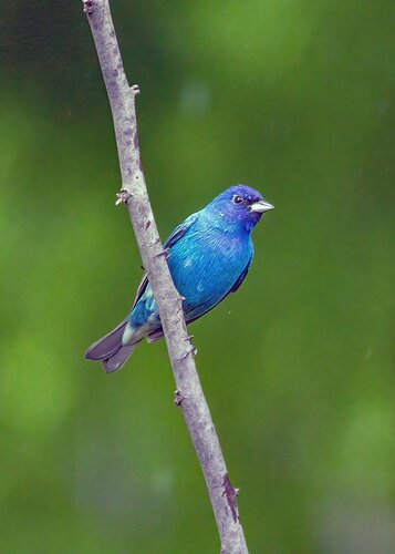 Indigo Bunting