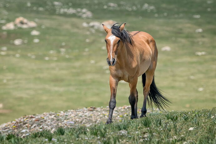 Trotting across the Mtn Meadow.jpg