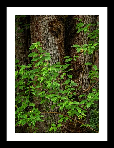 Beaverton-Nature-Park-7-2-2020_0014-Edit-Edit-5-x-7-Edit-Edit-Edit-copy-BB-1200