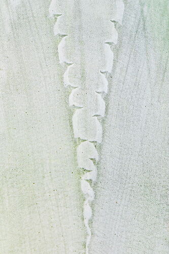 IMG5DMarkIV_0255NPN3MB-NPNRecommendedSize-4