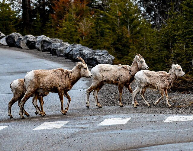 Mountain abbey road