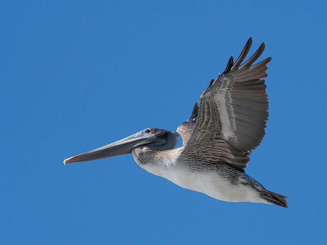 PELICAN