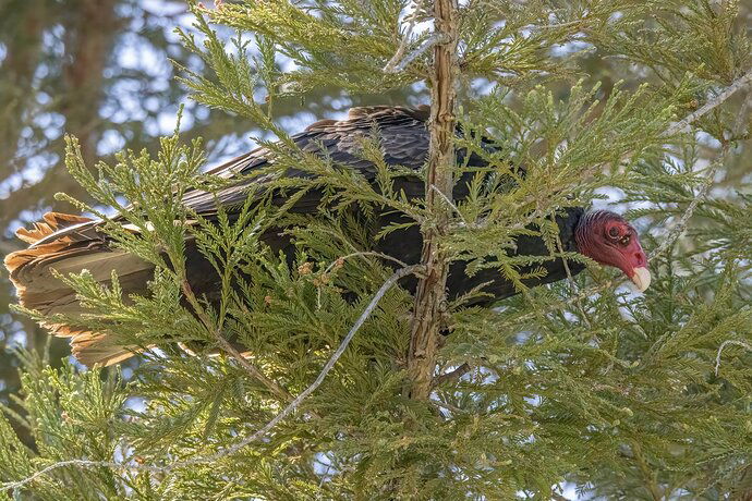 Turkey Vulture