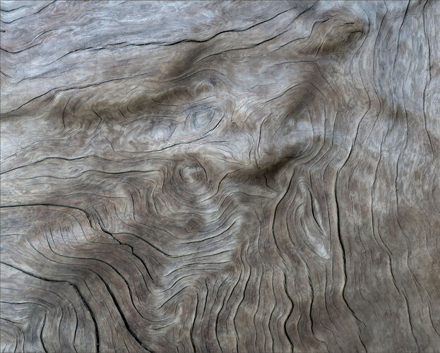 -20260124-_7R52557-Forks-DxO_DeepPRIME 3-Edit-Edit.jpg