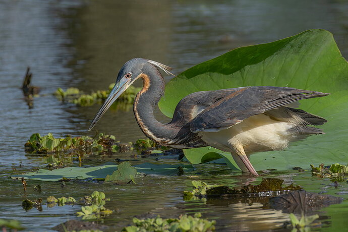 Tri-colored Heron 7.jpg