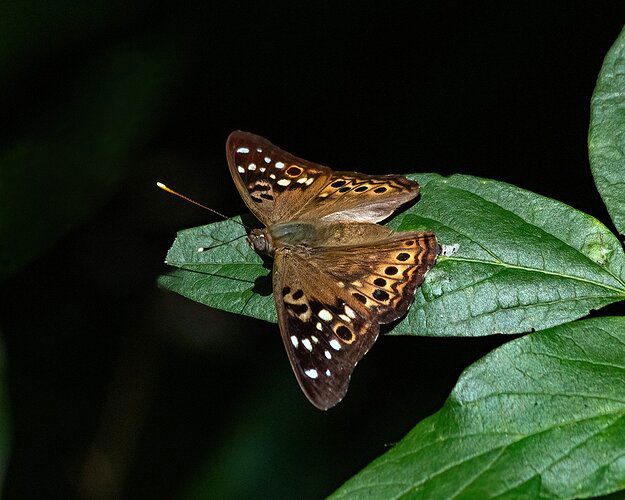 _MG_0223-DeNoiseAI-clear