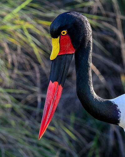 NPN_SADDLE_BILLED_STORK_HEADSHOT_CSD9691