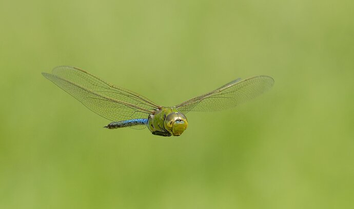 Common Green Darner Dragonfly.jpg