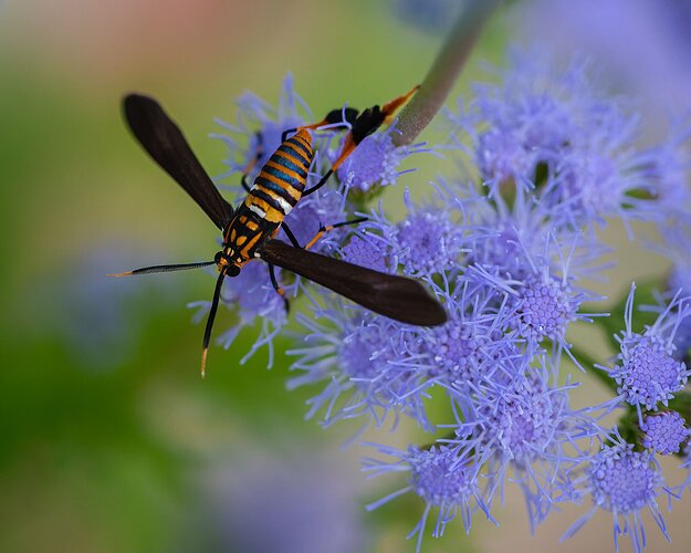 texas-wasp-moth-DSC_5441