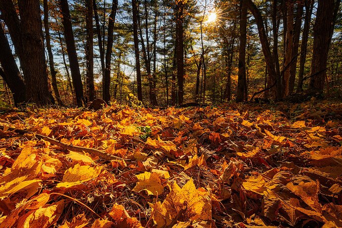 Kickapoo Carpet of Leaves