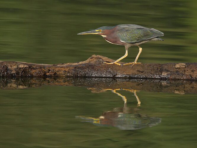 Green Heron 3