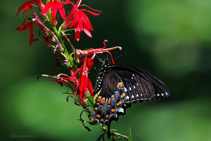 Spicebush on Cardinal Flower.jpg