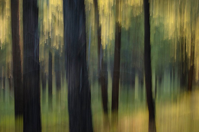 Revision 1 - Pine forest c2.jpg