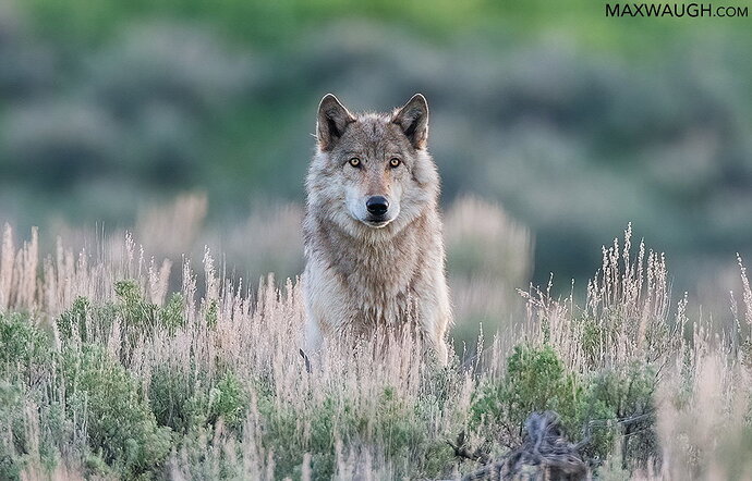 wolfgray0507ys6.jpg