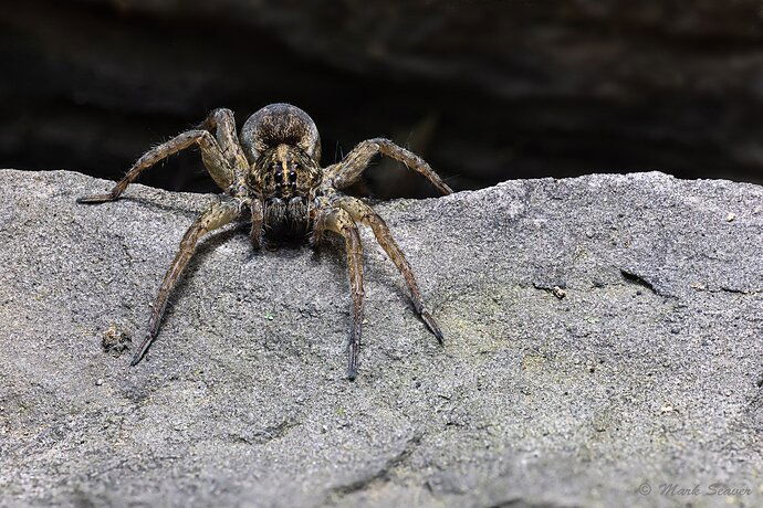 Wolf spider