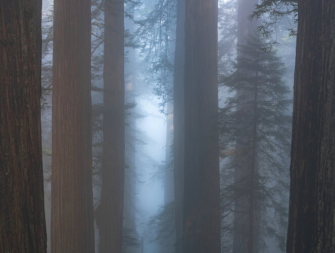 Original - Into the Forest.jpg