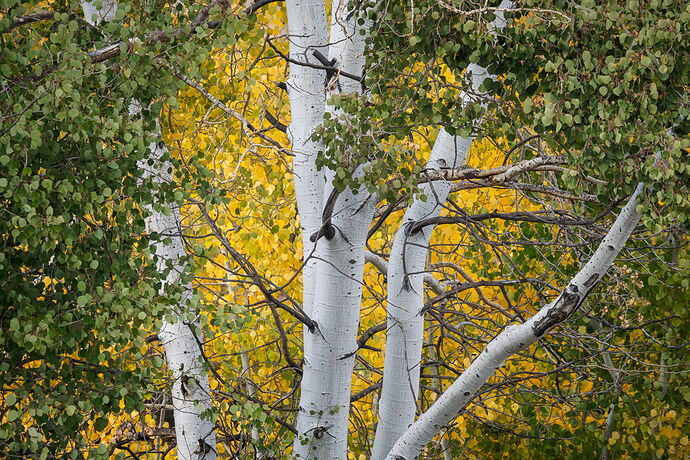 Golden Leaves Behind Aspen Tree-2.jpg