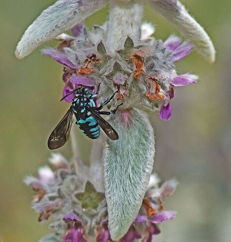 Cuckoo Bee REWORK