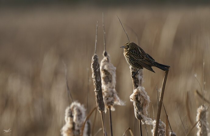 Female Redwinged Blackbird