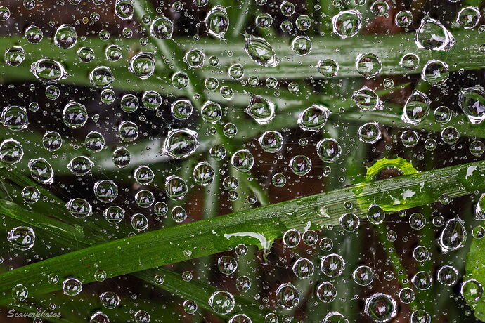 Spider Web after the Rain.jpg