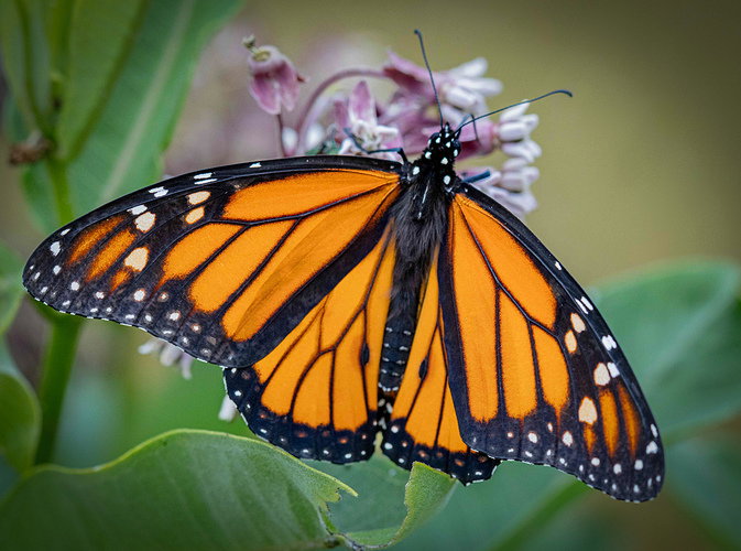 butterfly