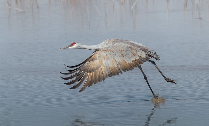 birds-whiterwater-1255-Edit-Edit-Edit-2
