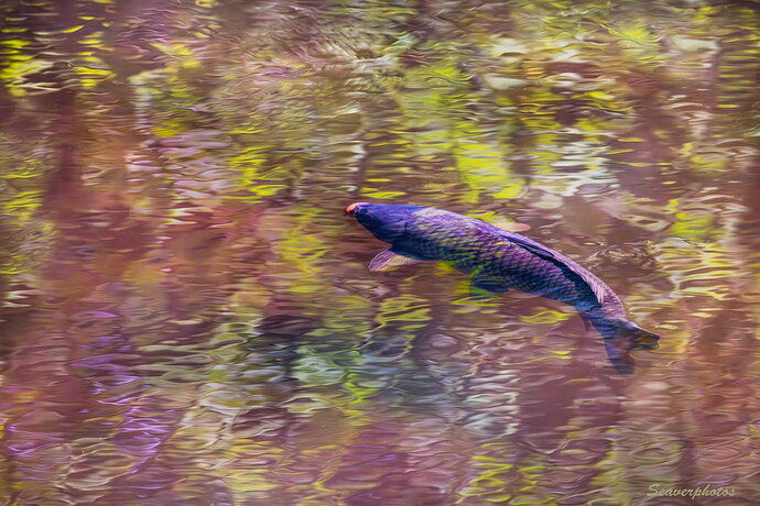 Revision 1 - Carp in the Canal v2.jpg
