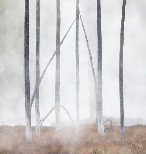 Standing in the Fog.jpg