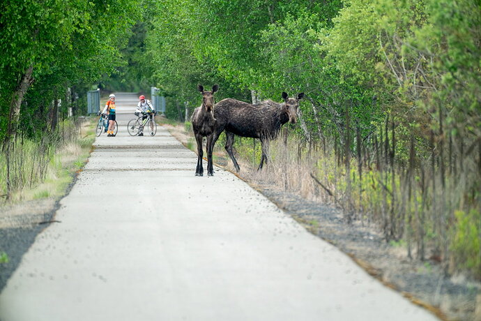 MooseWalk -3.jpg
