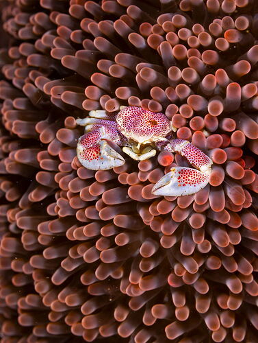 Lembeh-Aug2025-1733-e-L(1920).jpg